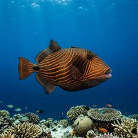 Orangestripe triggerfish with bold orange diagonal stripes on a dark olive-green body swimming close to a coral reef.