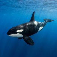 Orca swimming near the surface showing bold black-and-white colouring and tall upright dorsal fin against deep blue open water.
