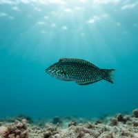 Ornate Leopard Wrasse