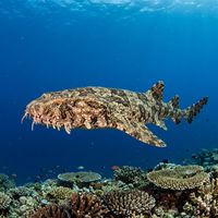Ornate Wobbegong lying flat on a rocky reef, showing intricate brown and cream reticular patterning with dermal lobes fringing its flattened head.