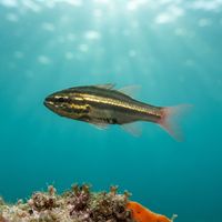 Broadstriped Cardinalfish