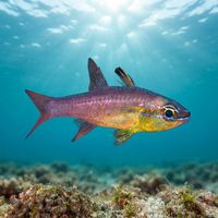 Plain Cardinalfish