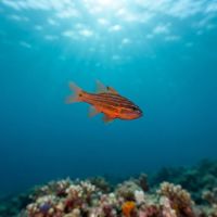 Many-lined Cardinalfish