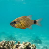 Adult bullseye cardinalfish with reddish-brown body and dark spot near tail hovering near coral crevice.