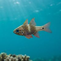 Norfolk Cardinalfish