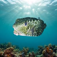 Horn-nosed Boxfish