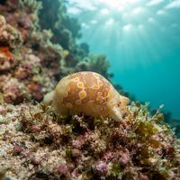 Oval Bubble Snail