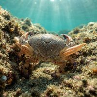 Paddle Crab