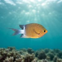 Ovate Chromis