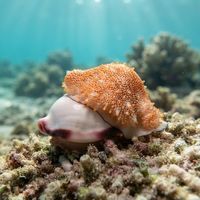 Pinkmouth Ovula