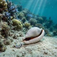 Common Egg Cowrie