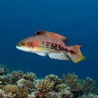 Twospot Wrasse