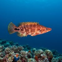 Adult Celebes wrasse with an elongated body and pointed snout resting near coral rubble on a reef.