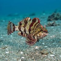 Painted Greenling