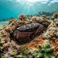 Reef Crab