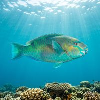 Adult Pacific Bullethead Parrotfish showing bright green and blue colouring with intricate facial markings, swimming over a coral reef.