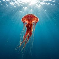 Pacific Lion's Mane Jellyfish
