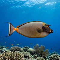 Pacific Orange-spine Unicornfish with orange cheek markings, blue and yellow facial pattern, and orange spine patches swimming over a coral reef.