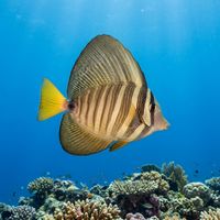 Pacific Sailfin Tang with tall striped dorsal and anal fins extended, grazing on a coral reef in clear blue water.