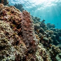Pacific White-spotted Sea Cucumber
