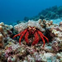 Scarlet Reef Hermit Crab