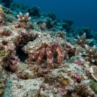 Hermit Crab