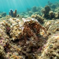 Striped Hermit Crab