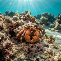 Bering Hermit Crab