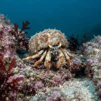Common hermit crab with reddish legs peeking from a whelk shell on a sandy seabed.