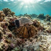 Hairy hermit crab with bristled legs and striped antennae peeking from a small snail shell on rocky seabed.