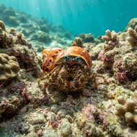 Small hermit crab peeking from a recycled shell on a rubble-strewn reef floor.