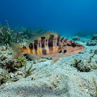 Painted Comber with reddish-brown vertical bars and blue facial scribblings resting on a rocky Mediterranean reef.