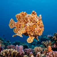 Painted frogfish with mottled yellow and white body covered in dark spots and ocelli, sitting motionless on a coral reef.