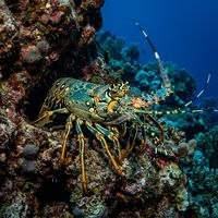 Painted Spiny Lobster