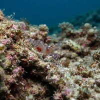 Bubble Coral Shrimp