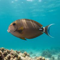 Palelipped Surgeonfish