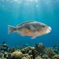 Palenose Parrotfish