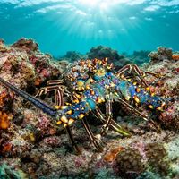 Blue Spiny Lobster