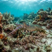 Ornate Spiny Lobster
