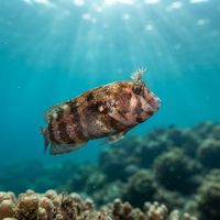 Tasmanian Blenny