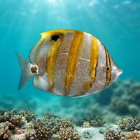 Ocellated Butterflyfish