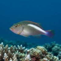 Arc-eye hawkfish with mottled reddish-brown body and blue arc marking behind the eye, resting on coral.