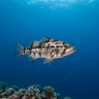 Barred Sand Bass