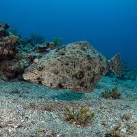 California Halibut
