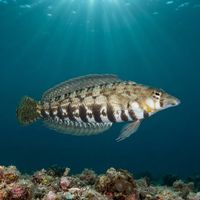 Cylindrical Sandperch