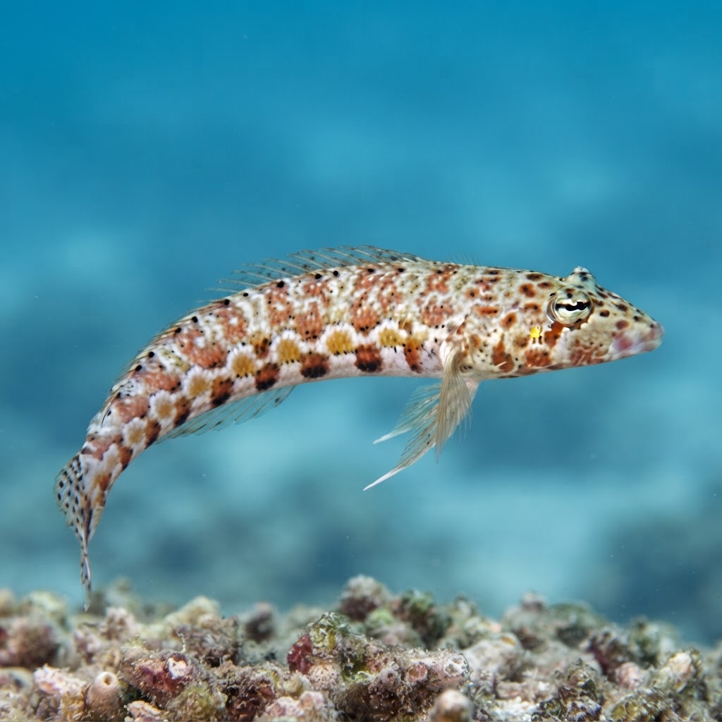 Black-dotted Sandperch