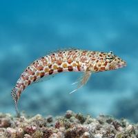 Black-dotted Sandperch