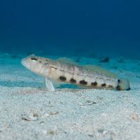 Ramsay's Grubfish