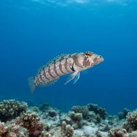 Black-banded Sandperch