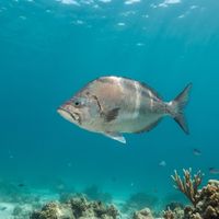 Jutjaw